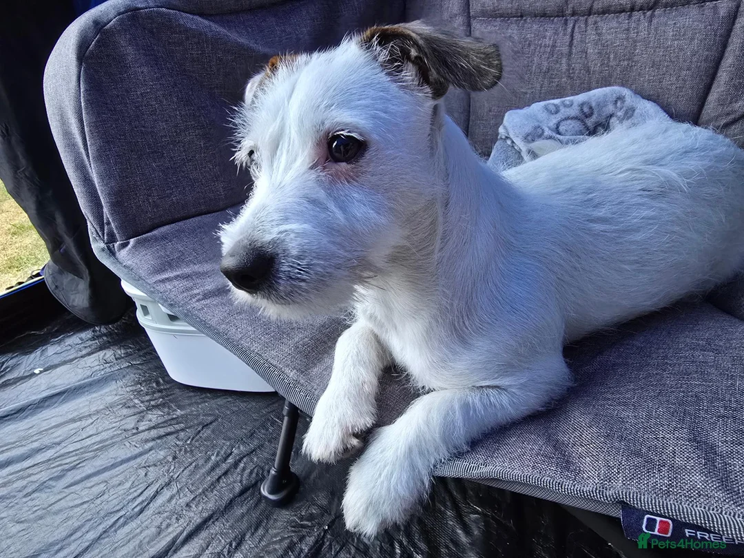 Mixed Breed dogs for sale: Jack russell/parson russell for sale in Cumnock - Advert 2