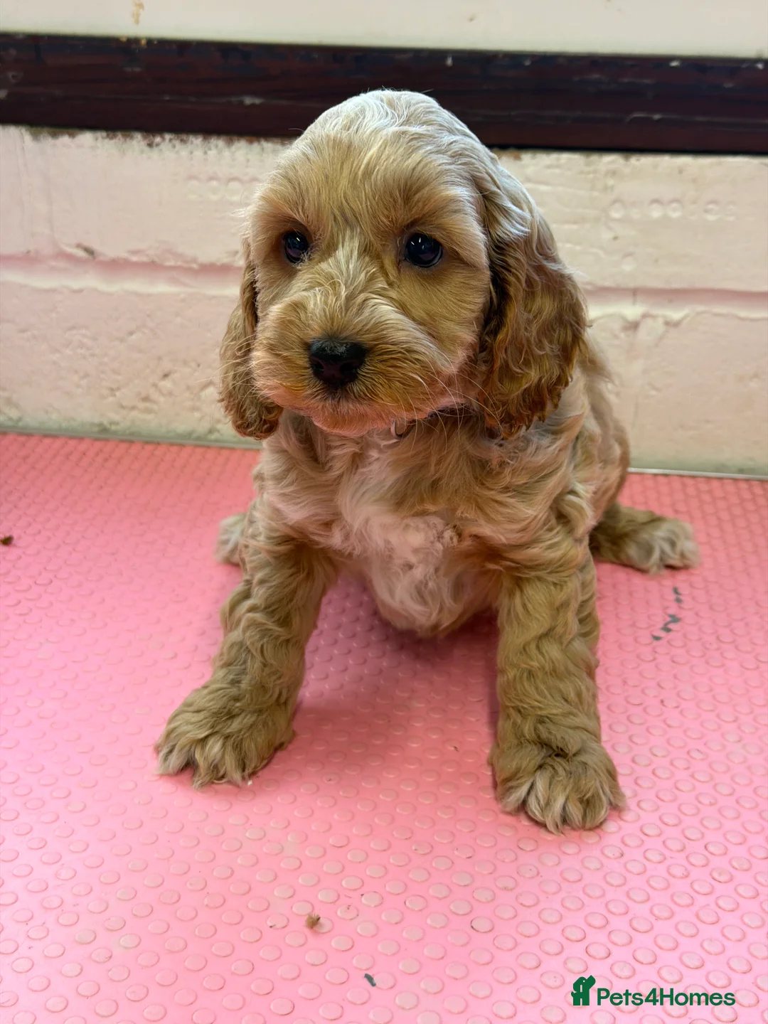 Cockapoo dogs for sale: 2 boys left F1 cockapoos ready to go  - Advert 4