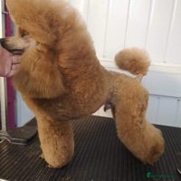 Miniature Poodle dogs Crufts Qualified Poodle Stud in Nottingham - Advert 15