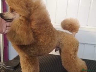 Miniature Poodle dogs Crufts Qualified Poodle Stud in Nottingham - Advert 23