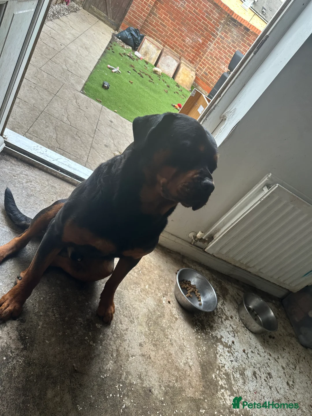 Rottweiler dogs for stud: MALE ROTTWEILER FOR STUD ONLY  - Advert 4
