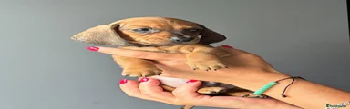 Miniature Dachshund 3