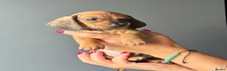 Miniature Dachshund dogs for sale: Miniature Smooth Dachshund Puppies  in Torquay - Advert 21