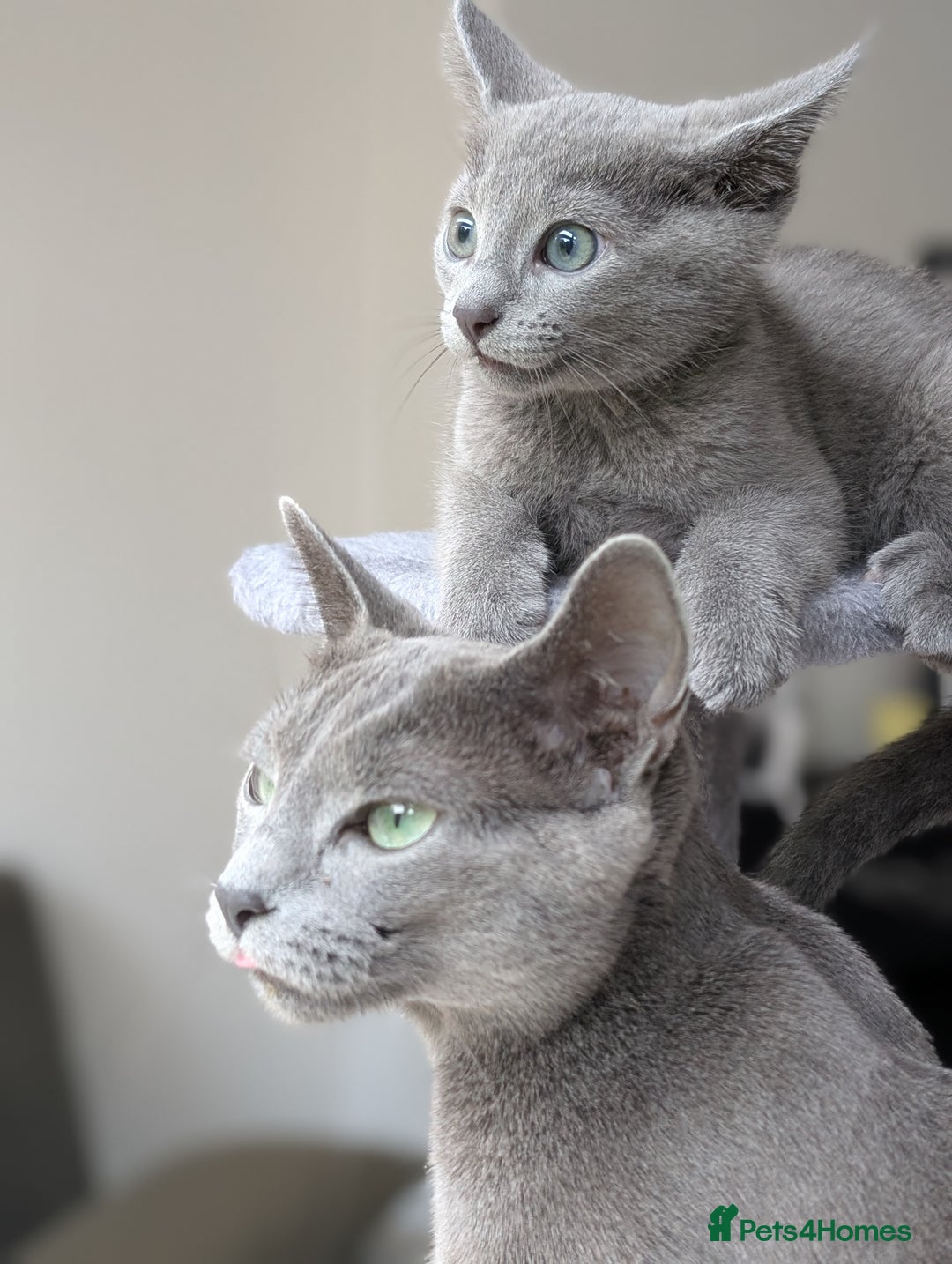Russian Blue cats for sale: Russian Blue - last boy available  - Image 9
