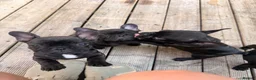 French Bulldog dogs for sale: READY NOW! Beautiful Brindle Frenchie Puppies - Advert 7