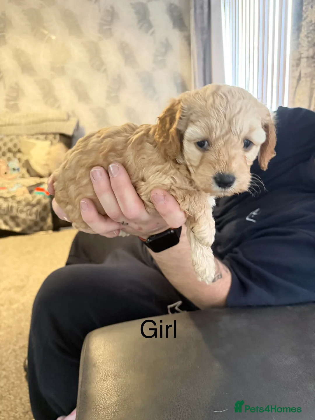 Cavapoochon dogs for sale: Beautiful cavapoochon puppies  - Advert 10