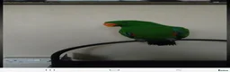 Parrots birds for sale: Male electus parrot in Walsall - Advert 2