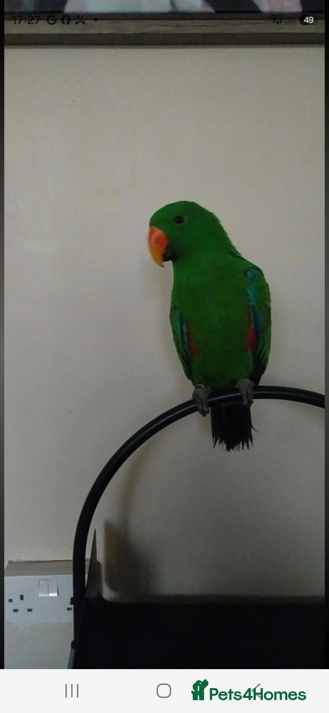 Parrots birds for sale: Male electus parrot in Walsall - Advert 2