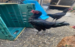 Chickens poultry for sale: Aseel cross cockerel, aseel hens & shamo hen in London - Image 6
