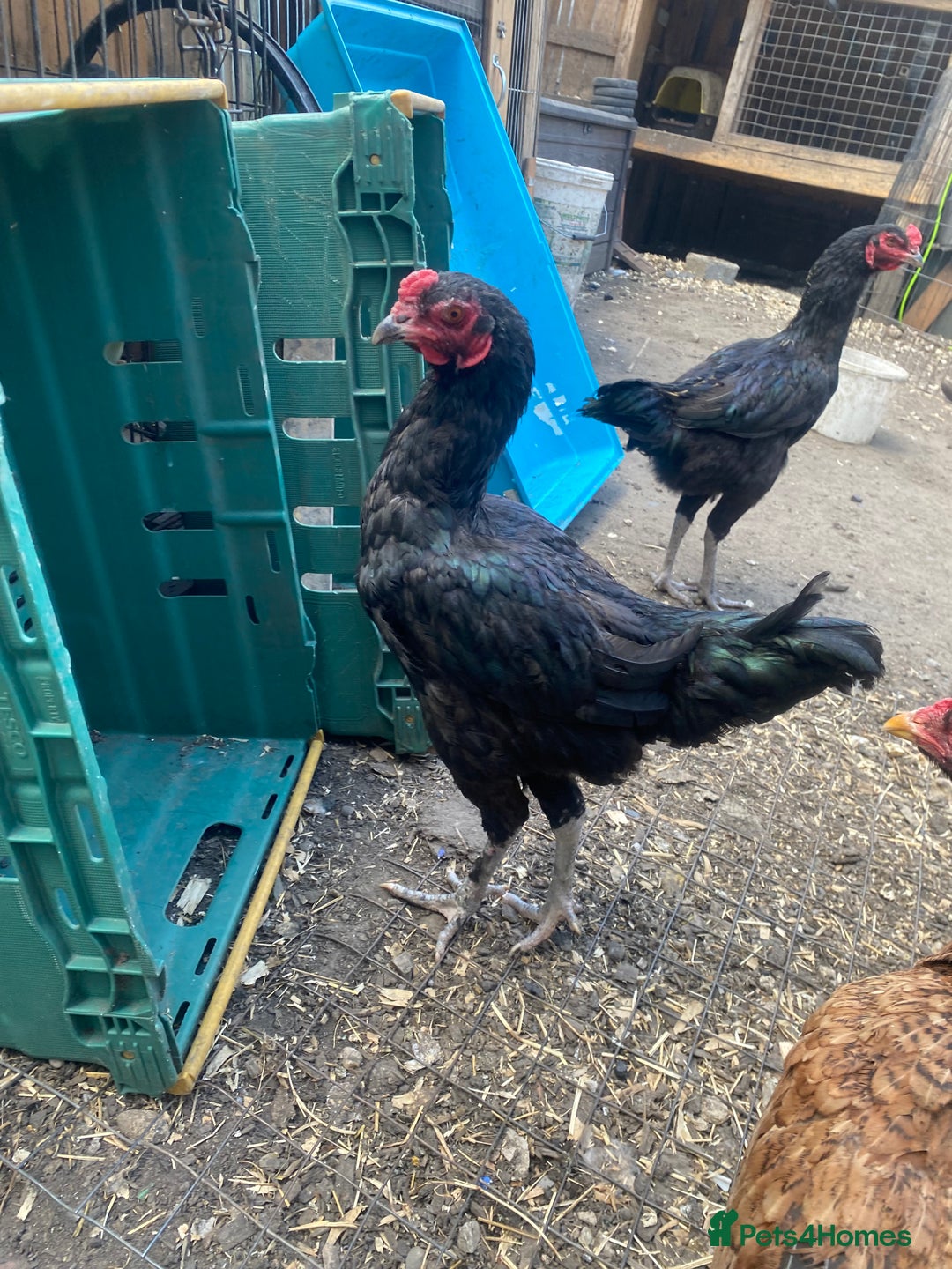 Chickens poultry for sale: Aseel cross cockerel, aseel hens & shamo hen in London - Image 6