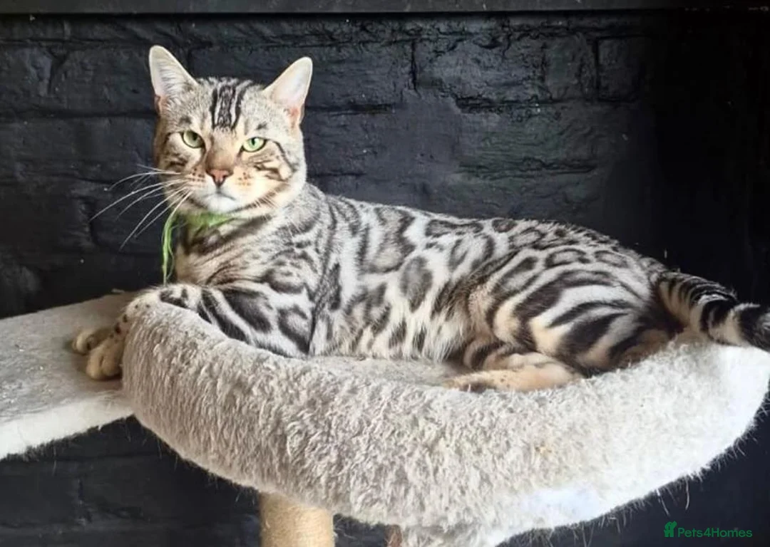 Bengal cats for sale: 2yr old Bengal Boy ready now💙 - Advert 4