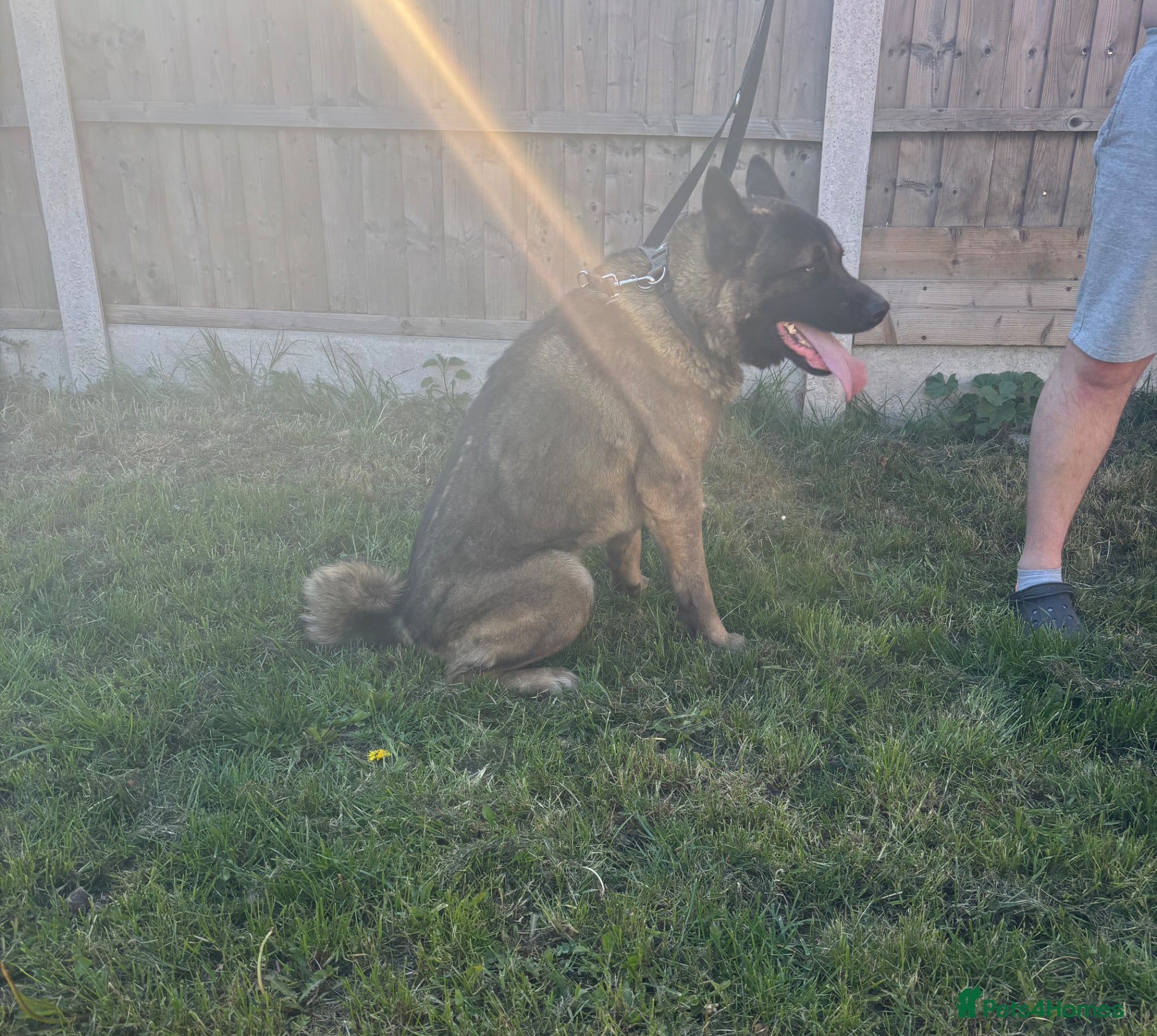 Akita dogs 1 year old male American Akita  - Advert 6