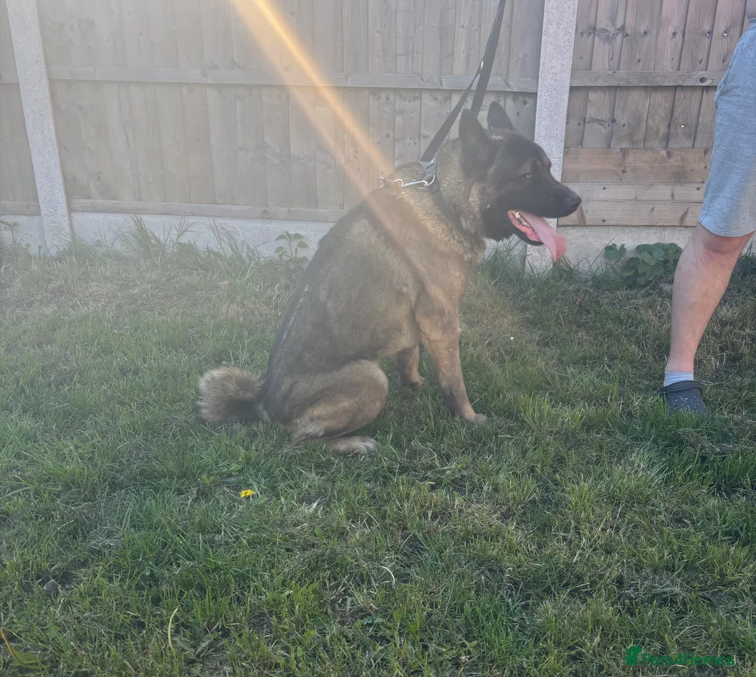 Akita dogs for sale: 1 year old male American Akita  - Advert 1