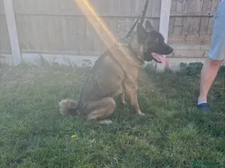 Akita dogs 1 year old male American Akita - Advert 1