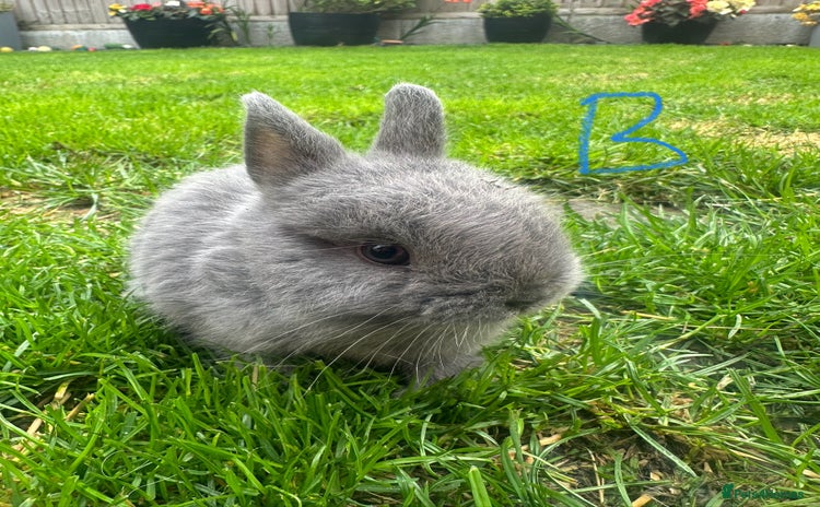 Netherland Dwarf rabbits - Advert 1