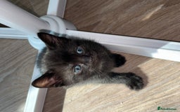 American Shorthair cats for sale: Kittens for sale boys and girls. - Image 10