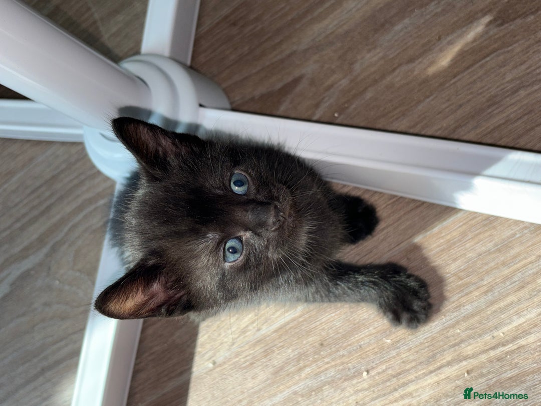 American Shorthair cats for sale: Kittens for sale boys and girls. - Image 10