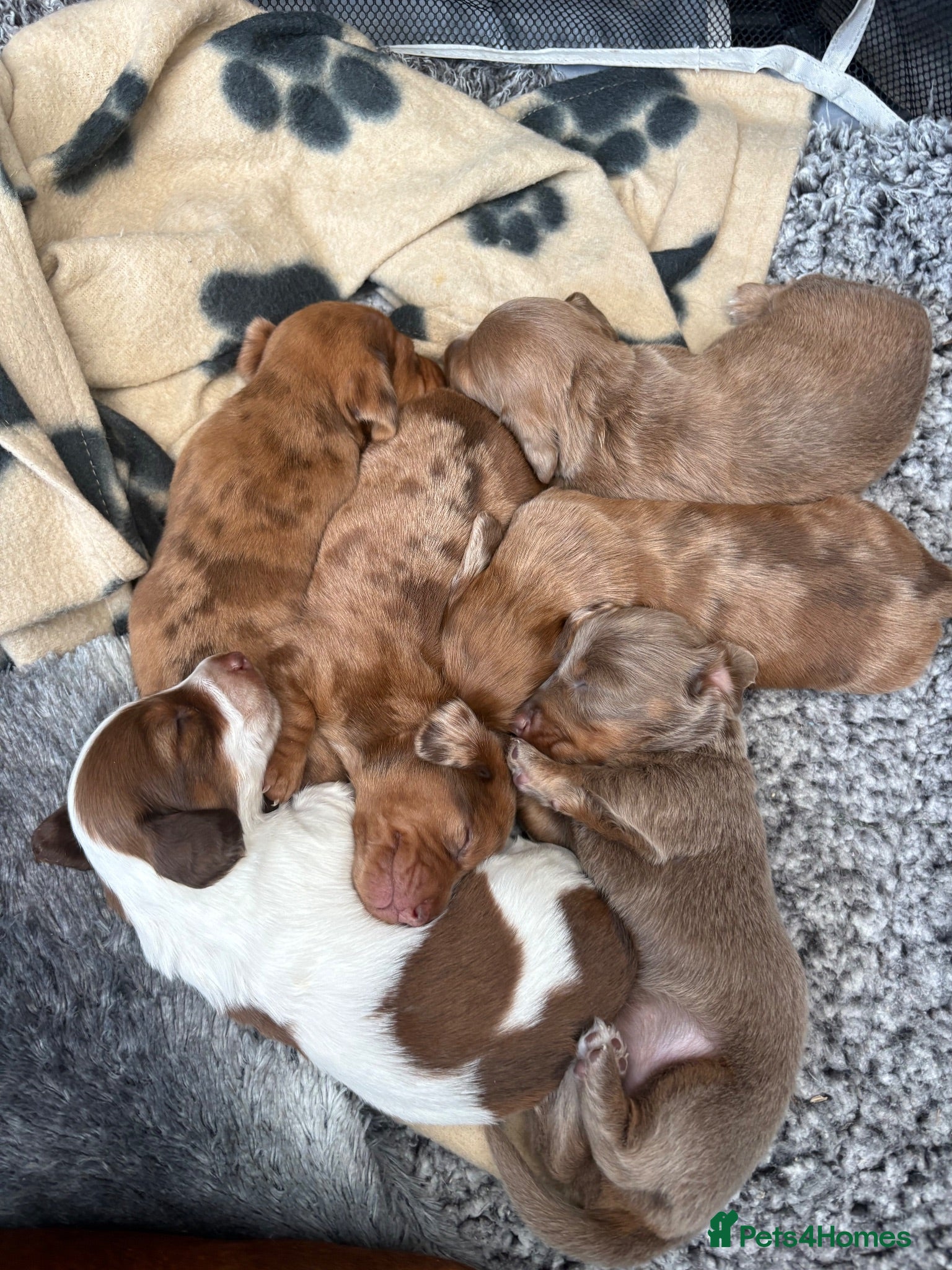 Miniature Dachshund dogs Long haired miniature dachshunds  - Advert 5