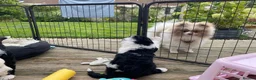 Sheepadoodle dogs for sale: Beautiful F1 Sheepadoodles  - Advert 16