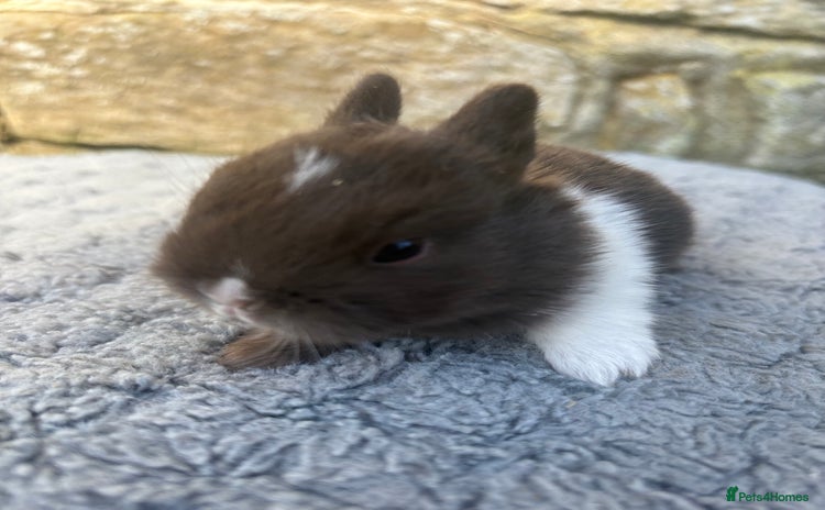 Netherland Dwarf rabbits - Advert 1