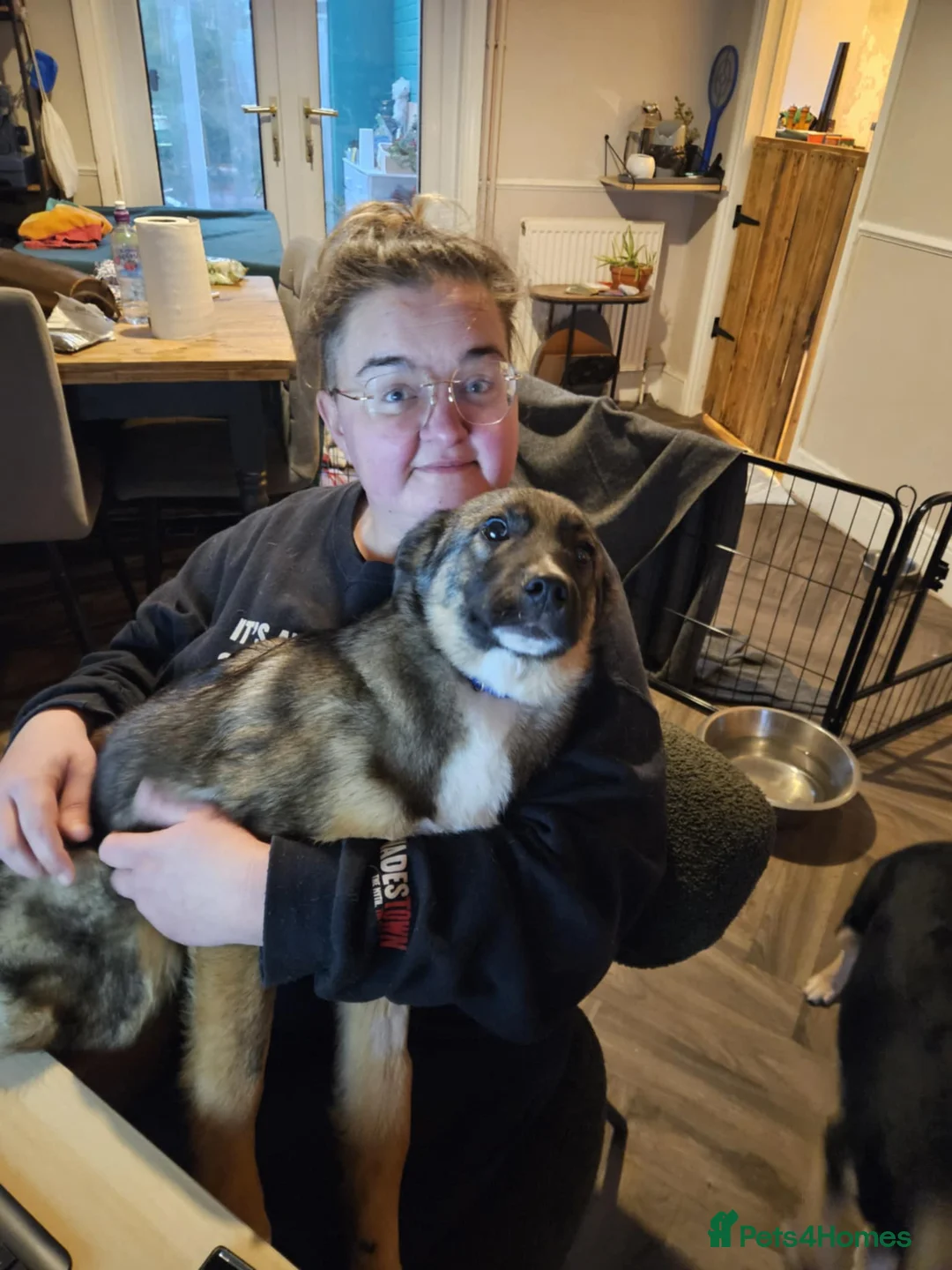 Mixed Breed dogs for adoption: Cute Colby for Adoption!  - Advert 11