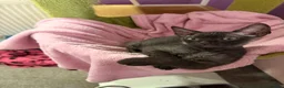Sphynx cats for sale: 1 beautiful Sphynx boy left 🐾🖤 - Advert 3
