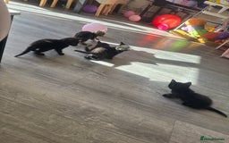 Mixed Breed cats for sale: Last 2 beautiful black marked kittens READY NOW - Image 4