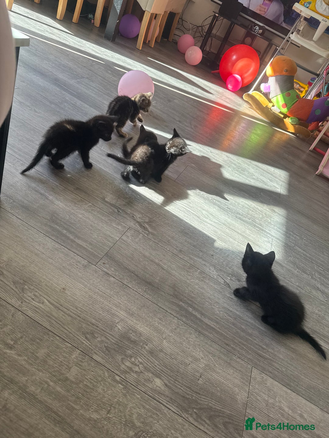 Mixed Breed cats for sale: Last 2 beautiful black marked kittens READY NOW - Image 4