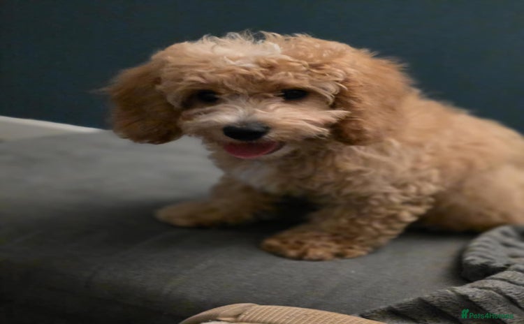 Cavapoo dogs - Advert 1