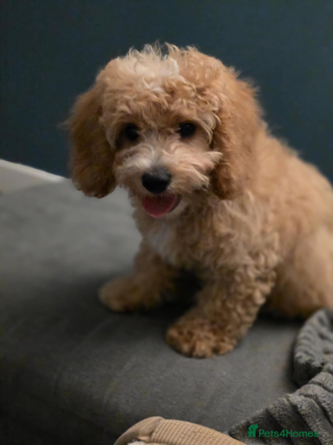 Cavapoo dogs for sale: Stunning Cavapoo Pup - Image 1