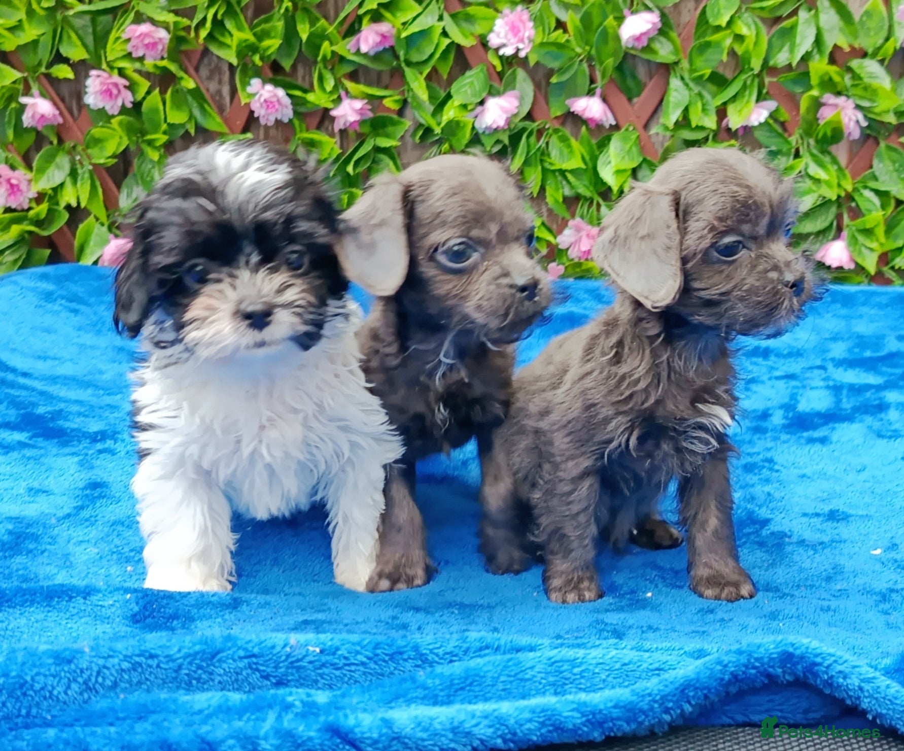 Mixed Breed dogs TOY FIRST GEN SHIHPOO PUPS PARENTS HEALTH TESTED  - Advert 13