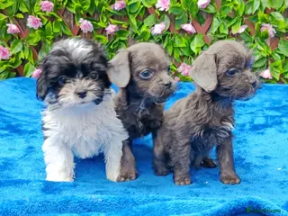 Mixed Breed dogs TOY FIRST GEN SHIHPOO PUPS PARENTS HEALTH TESTED - Advert 13