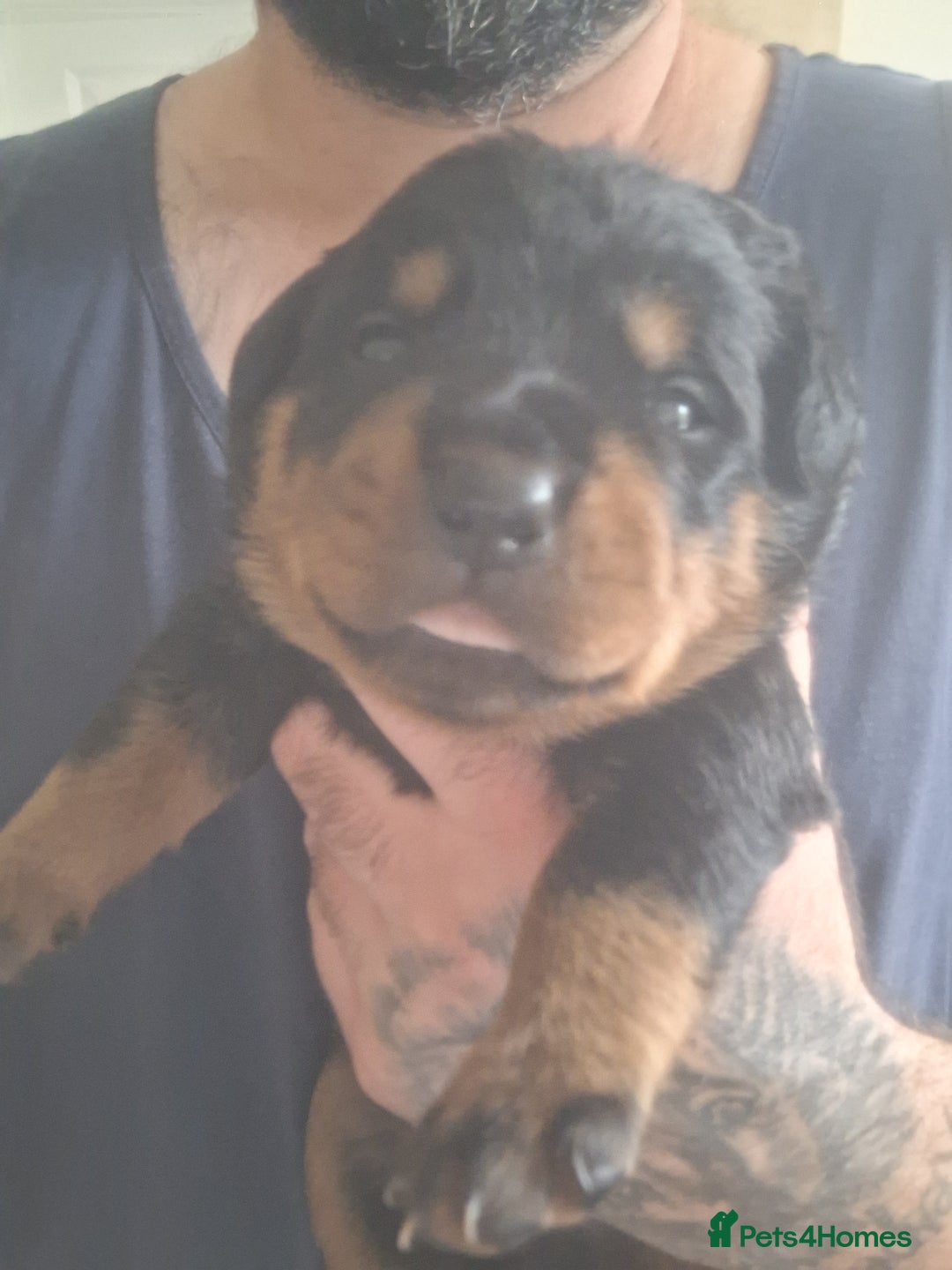 Rottweiler dogs for sale: Kc rottweiler puppies  - Image 13