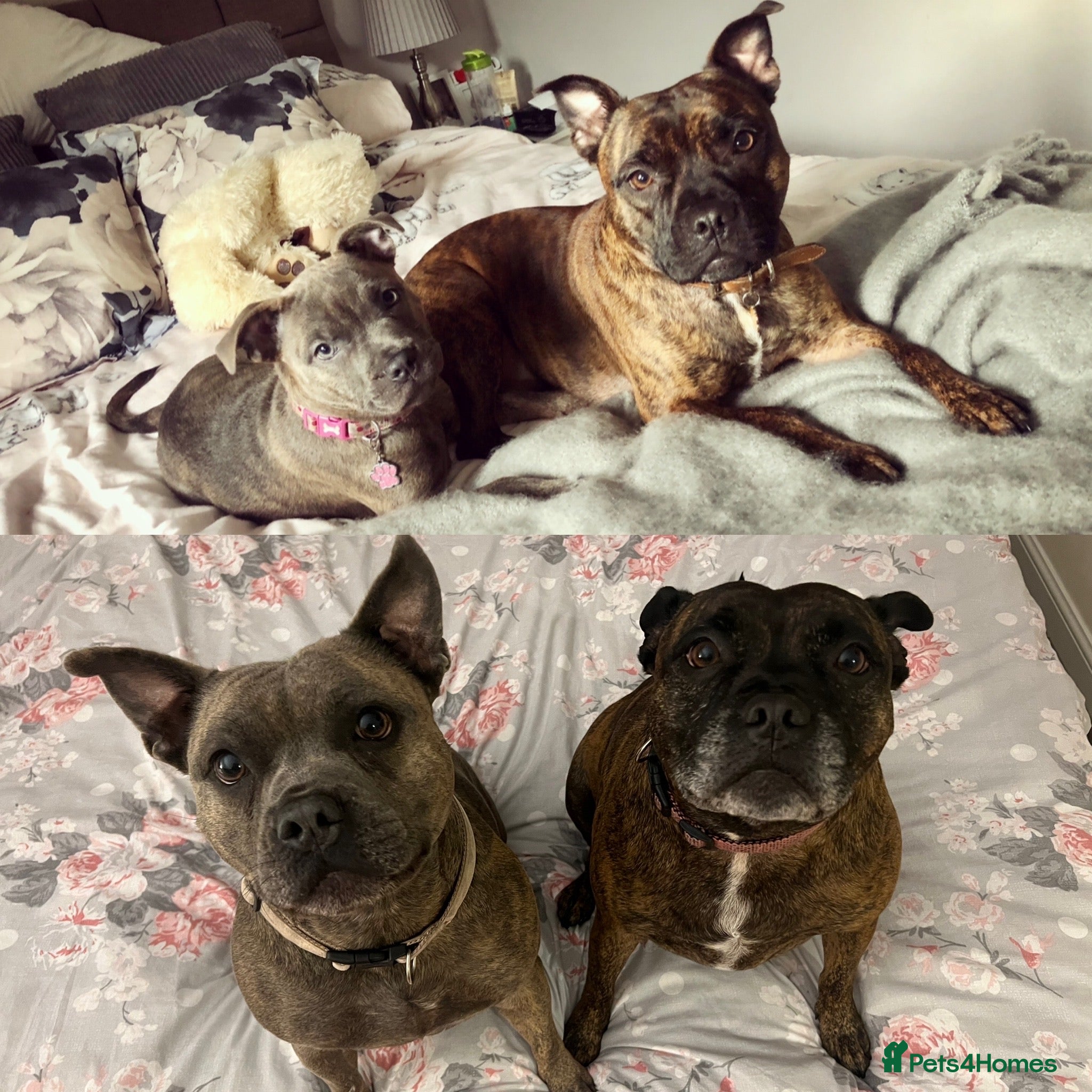 Staffordshire Bull Terrier dogs 2 Staffy Sisters  - Advert 12