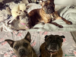 Staffordshire Bull Terrier dogs for sale: 2 Staffy Sisters - Advert 1