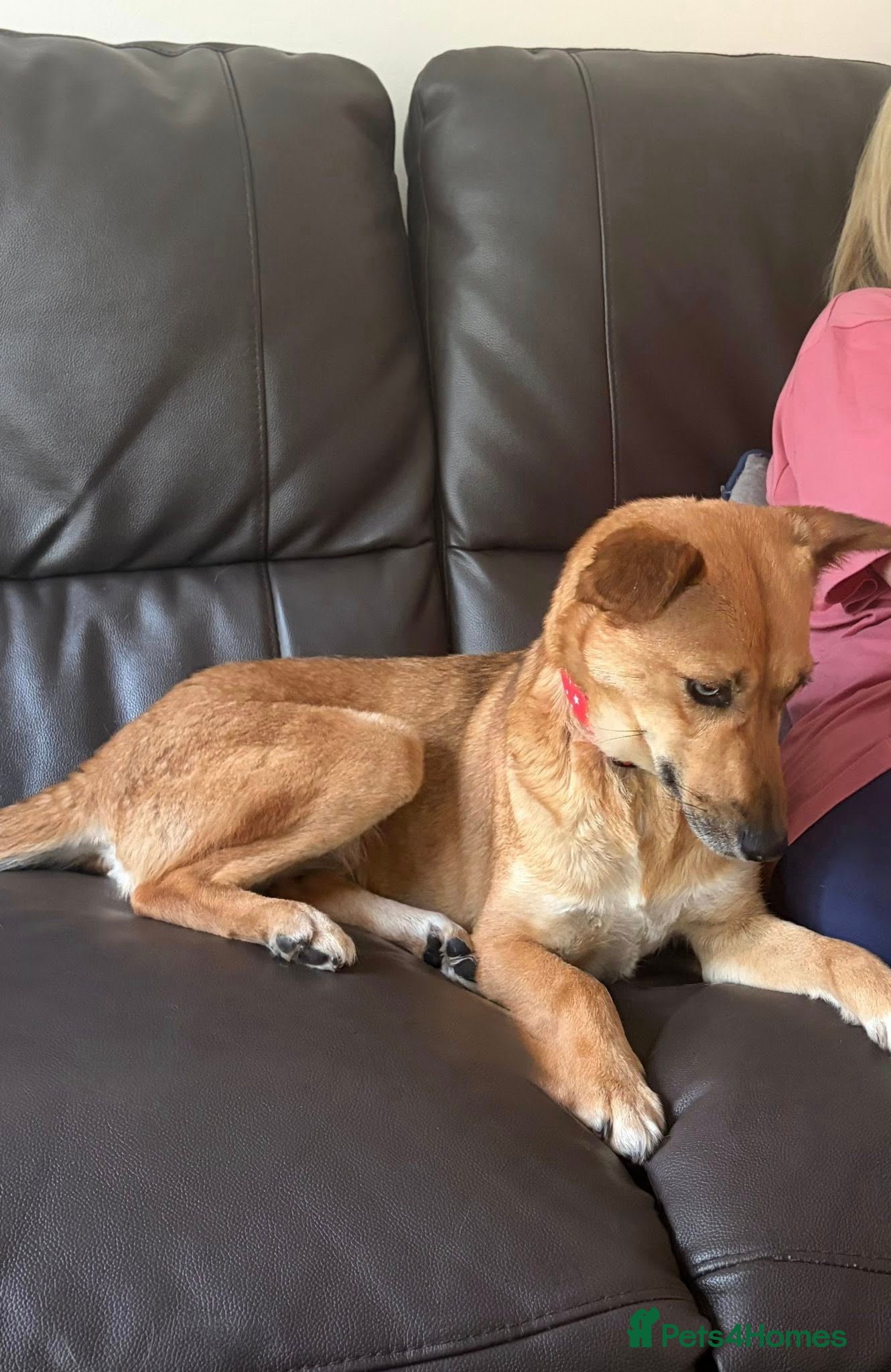Mixed Breed dogs 💙🐶 KAI & ❤️GERDA- BONDED AND SIMPLY PERFECT - Advert 2