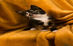 Mixed Breed cats for sale: 4 boys and 2 girls Family-Raised, Well-Socialised  - Image 17