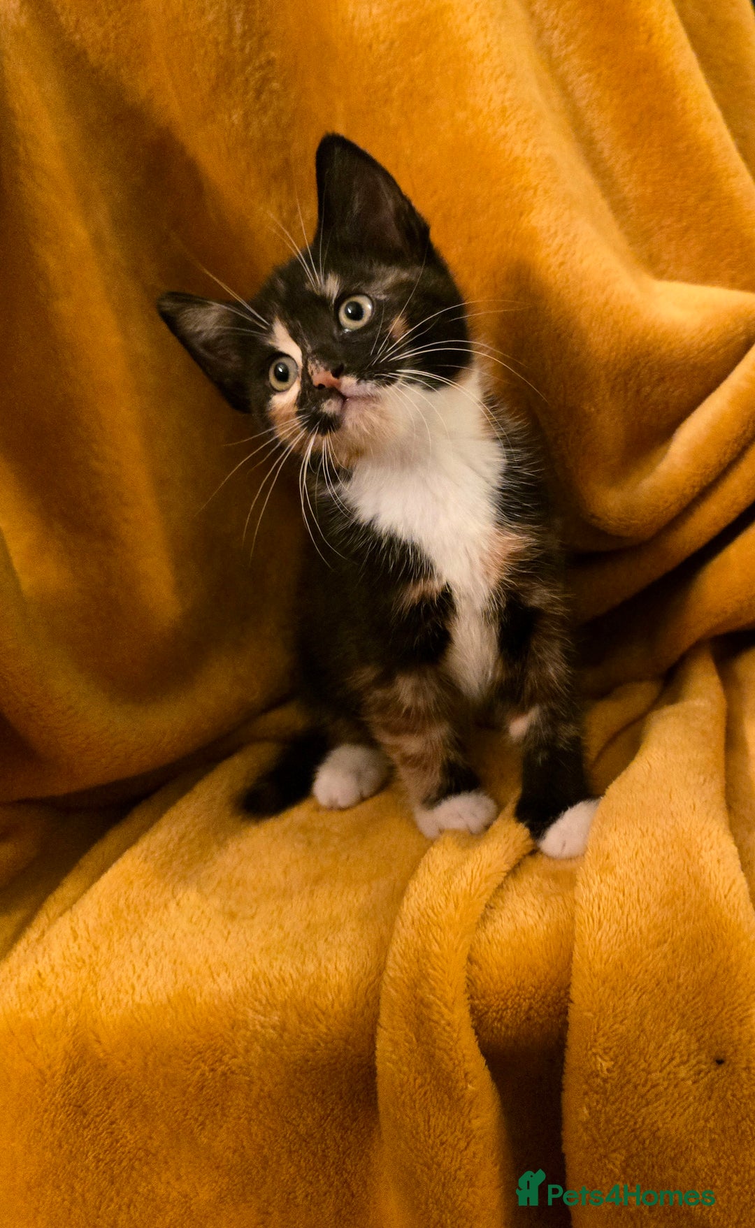 Mixed Breed cats for sale: 4 boys and 2 girls Family-Raised, Well-Socialised  - Image 17