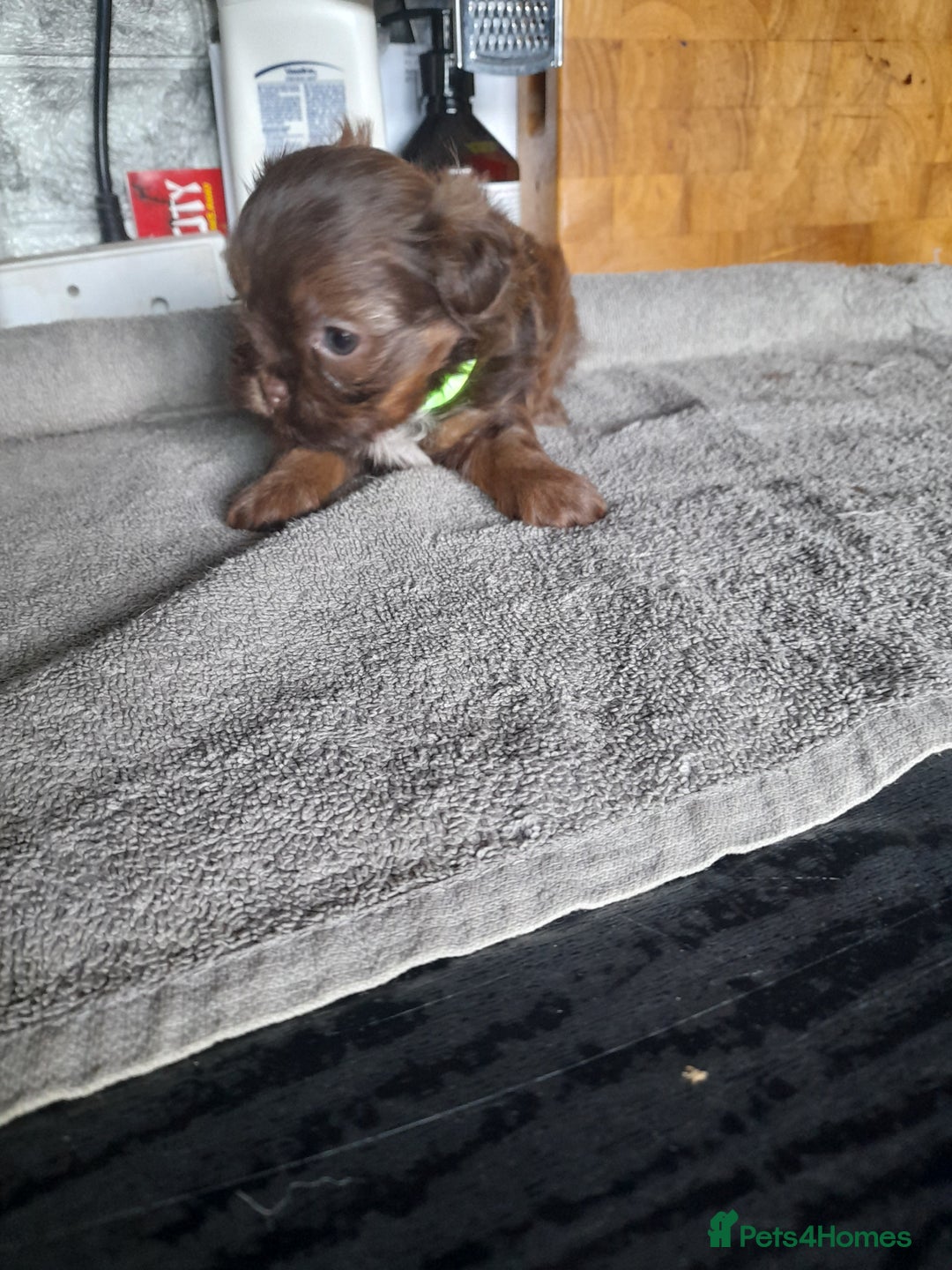 Malshi dogs for sale: Gorgeous pups - Image 6