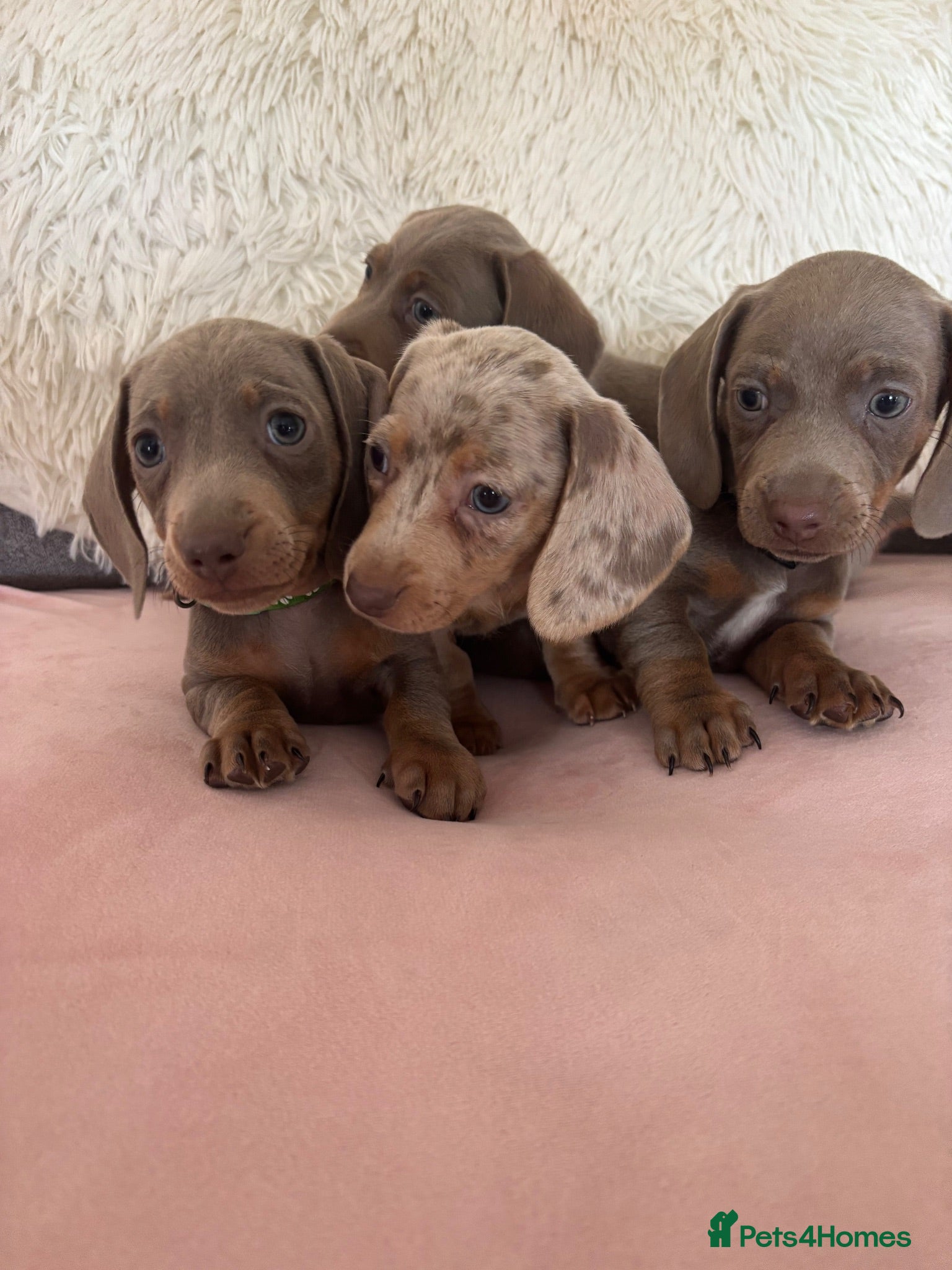 Miniature Dachshund dogs Outstanding dapple tan minature dashund puppies - Advert 1
