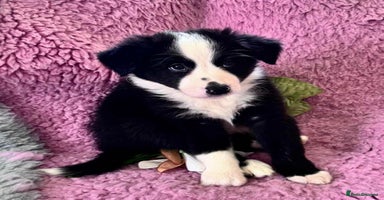 Border Collie dogs - Advert 1