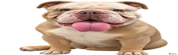English Bulldog dogs for sale: English bulldog  - Advert 2