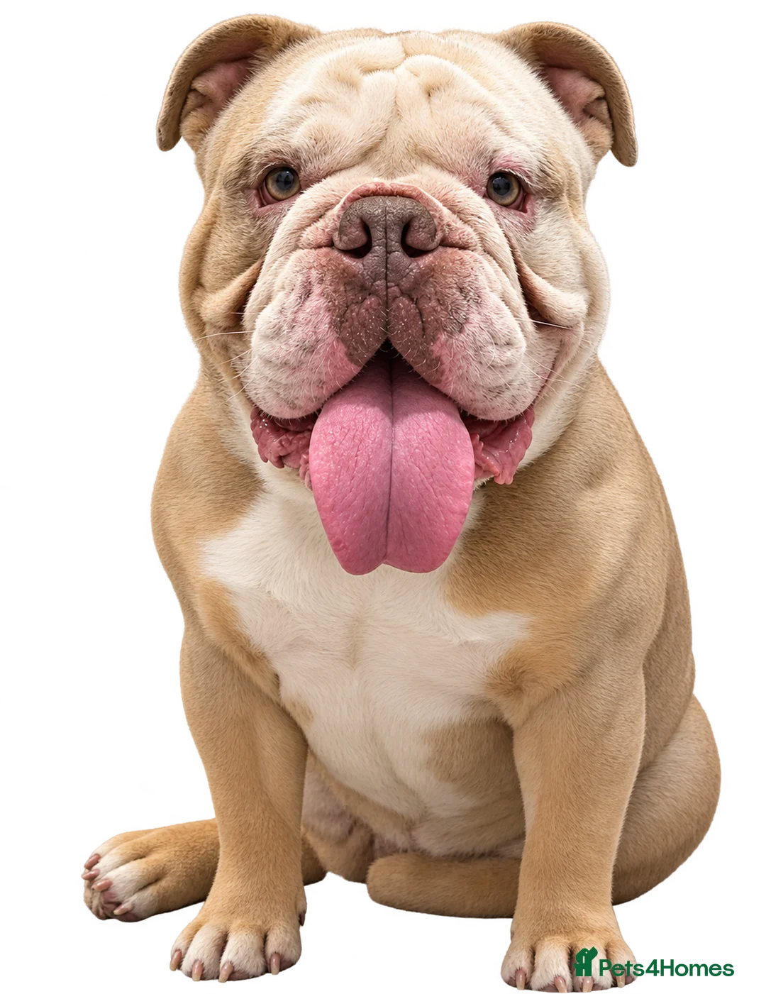 English Bulldog dogs for sale: English bulldog  - Advert 2