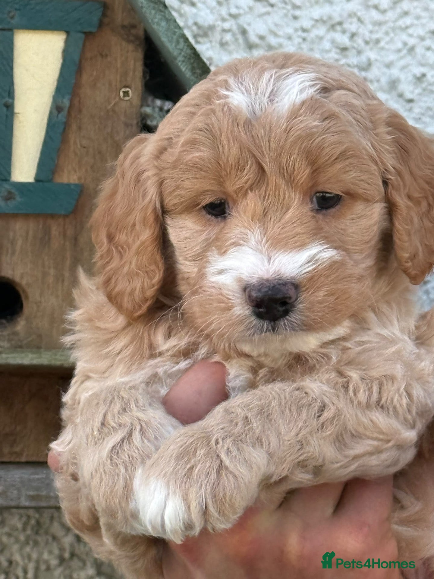 Labradoodle dogs for sale: Quality F1 Miniature Labradoodles - Advert 4