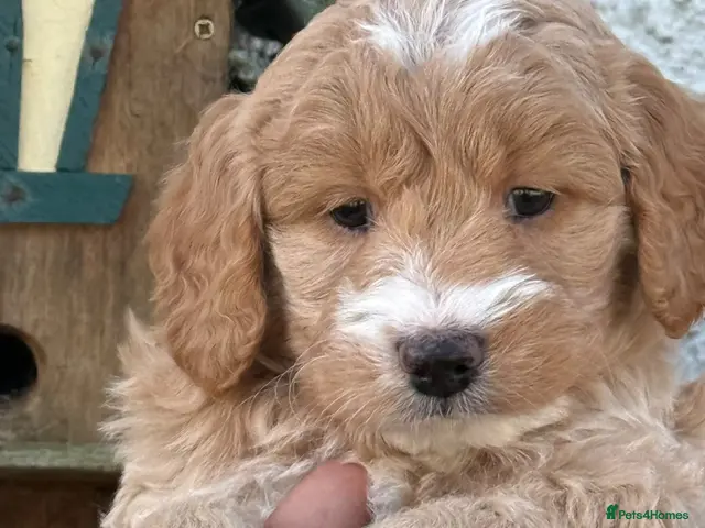 Labradoodle dogs for sale: Quality F1 Miniature Labradoodles - Advert 4