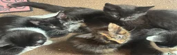 Mixed Breed dogs for sale: Mixed blk&wht  kittens available now - Advert 8
