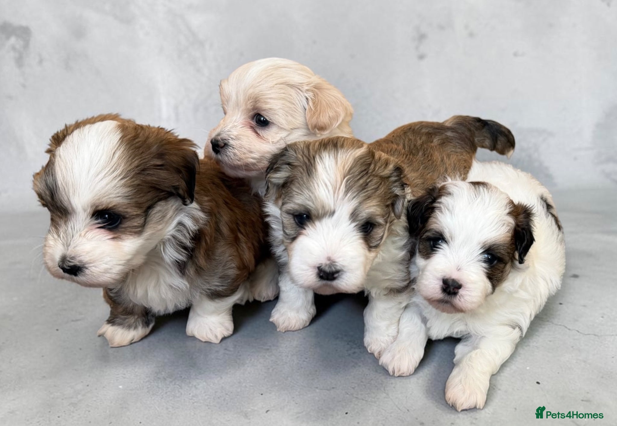 Havanese dogs Pure KC Havanese from 5 star licensed breeder  - Advert 1