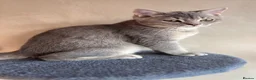 British Shorthair cats for sale: Ready to go!!! - Advert 10