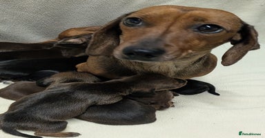 Miniature Dachshund dogs - Advert 4