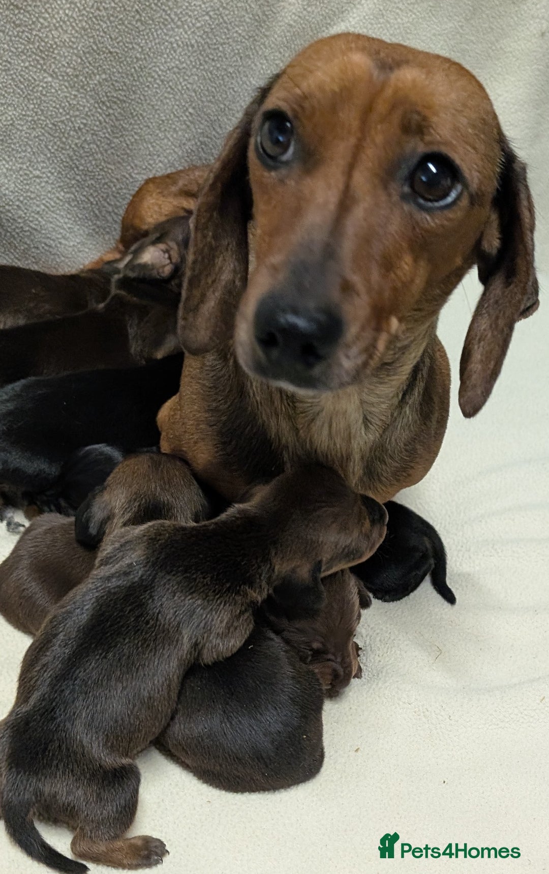 Miniature Dachshund dogs for sale: Quality KC / PRA Clear Minature Dachshund Puppies  - Image 6